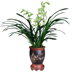 浙江三叶青种苗自产自销带盆发货包活带根苗带葫芦苗促销包邮