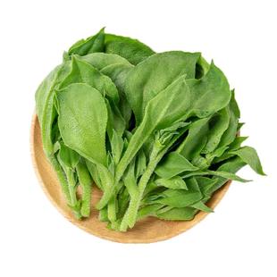 【槿馐】新鲜冰草300g 冰菜非洲冰叶野菜沙拉蔬菜 凉拌冰草