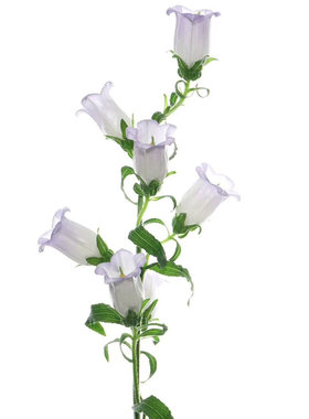 风铃鲜花云南直发小清新