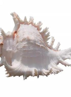 天然海螺壳招财摆件大号