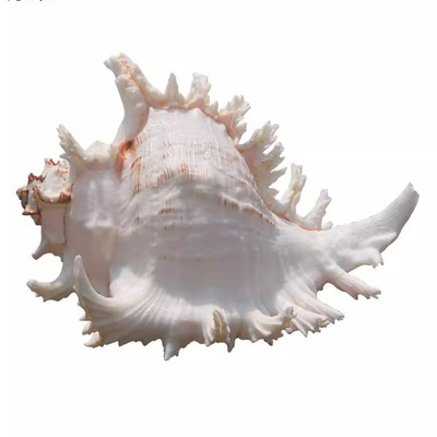 天然海螺壳招财摆件大号
