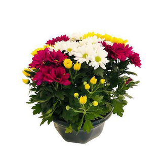 地被小菊种子200粒矮生千头球菊花籽多年生室外阳台盆栽春秋季播