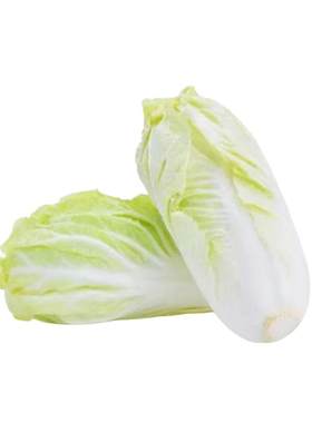 十八斤大白菜种子山东白菜籽菜子