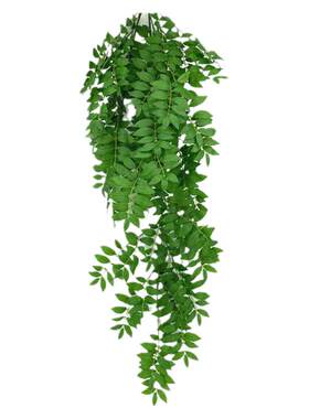 大把束绿色植物皂荚造景森系挂藤