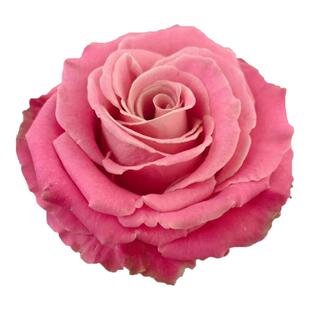 赫默莎/赫默兹/爱玛莎月季大苗大花灌木盆栽阳台切花玫瑰庭院地栽