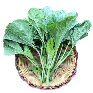 现摘四川冬寒菜新鲜蔬菜东汉菜鲜嫩马蹄菜冬苋菜