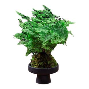 铁线蕨苔藓球大颗小叶铁线蕨盆栽水培迷雾森林办公室内好养绿植物