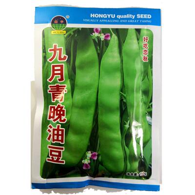 东北油豆角种子九月青油豆无筋
