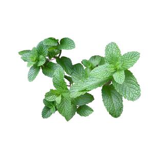 虹越香草植物猫薄荷盆栽苗迷迭香可食用香料菜佐料阳台百里香茅草