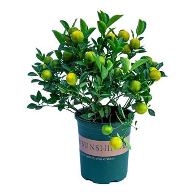 四季桔盆栽可食用四季结果