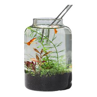 生态瓶微景观暮云春树生态鱼瓶水族宠物活体专用缸桌面免打理