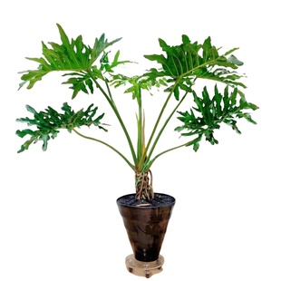 龙鳞春羽老桩盆栽大型绿植办公室内客厅落地式大号春雨植物除甲醛