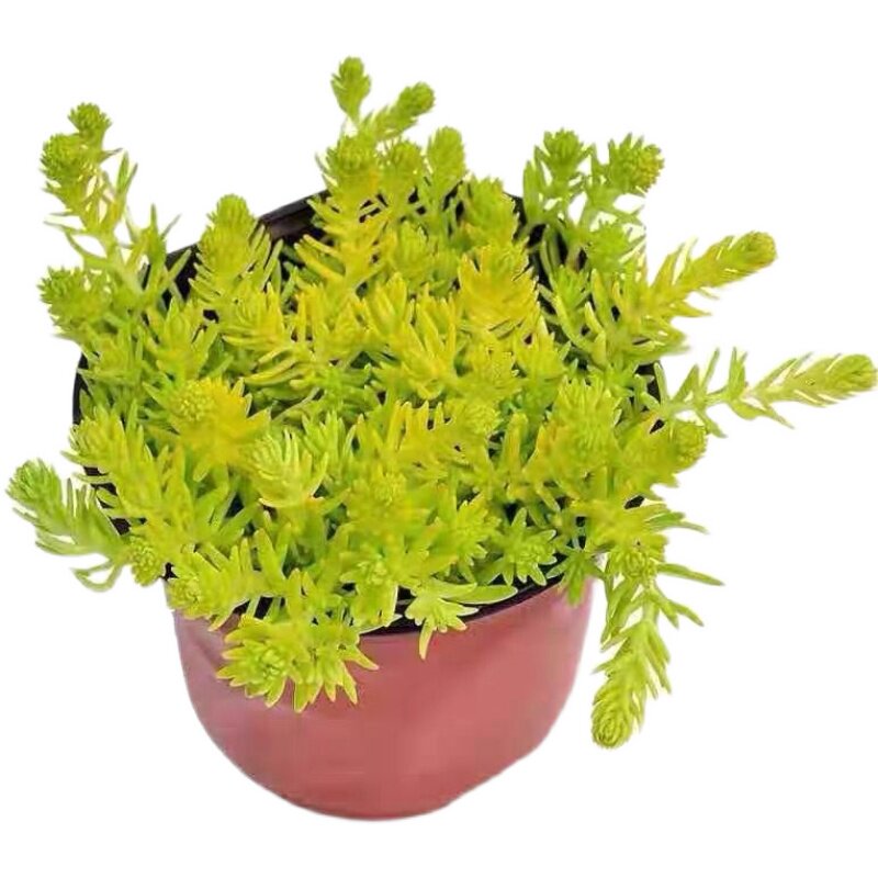 黄金佛甲草庭院常青绿化花镜植物
