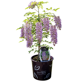 紫藤花树苗爬藤植物多花紫藤萝树苗阳台盆栽庭院老桩耐寒攀援花卉