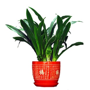 低价四季常青中华万年青盆栽室内盆景结婚盆栽居家办公乔迁盆栽