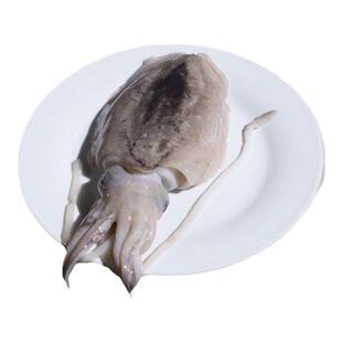 新鲜冷冻 原汁大墨鱼 无泡水 屁股有刺 东海海鲜舟山乌贼鱼墨斗鱼