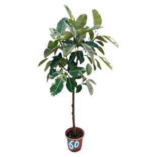 坦尼克橡皮树易养网红室内大小盆栽植物花金刚一物一拍