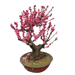 红梅盆栽原生骨丽红梅花树苗盆景带花苞一物一拍实物图发货绿梅