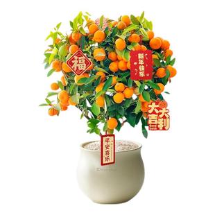 金桔树盆栽带果可食用室内客厅桌面植物新年花卉绿植盆景金橘树苗