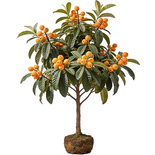 正宗枇杷树苗特大号白玉大五星水果苗南北方四季种植盆栽地栽庭院