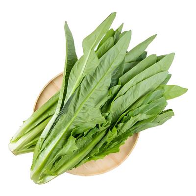 方震油麦菜种子四季播香甜脆爽