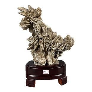 天然奇石沙漠玫瑰石菊螺菊石鸮头贝木化石贝壳古生物化石家居摆件