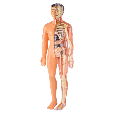 可拆卸拼装人体结构器官模型
