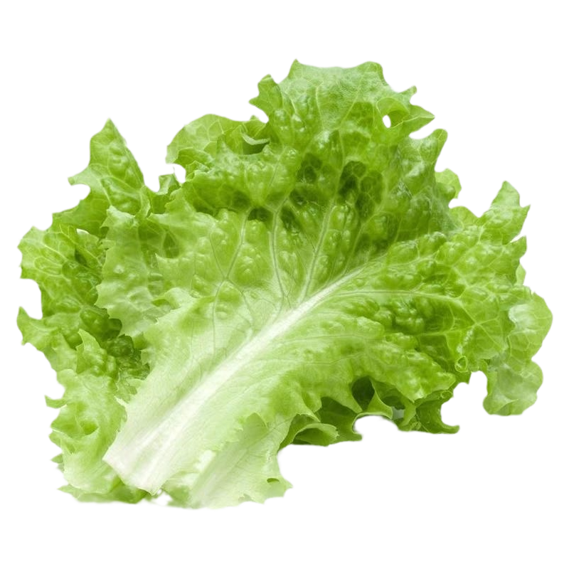 美国大速生菜秧苗正宗四季蔬菜苗