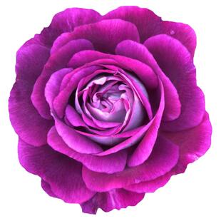 合唱团月季花苗四季浓香灌木大花苗阳台盆栽庭院地栽切花玫瑰欧月