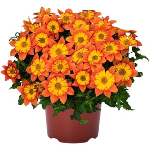 鬼针草盆栽带花阳台庭院花卉多年生四季耐热耐寒宿根植物金悠菊