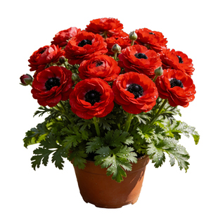 【重瓣大苗】银莲花盆栽花苗带花苞可做切花多年生四季耐寒热开花