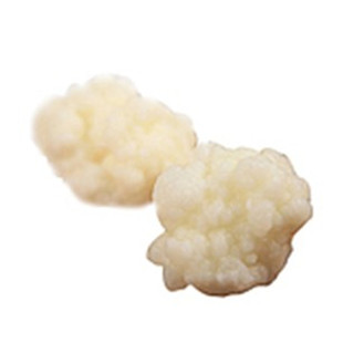 开菲尔菌种常温发酵奶克菲尔kefir开菲尔雪莲菌菌种高加索包邮