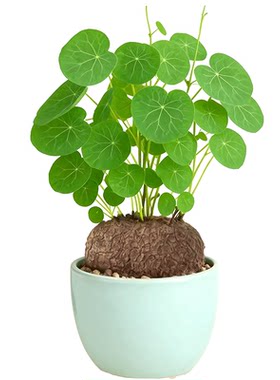 山乌龟爬藤植物种球四季常青