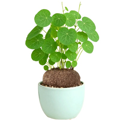 山乌龟爬藤植物种球四季常青