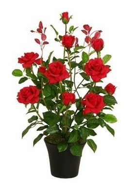 欧月医生大花草莓香味阳台盆栽