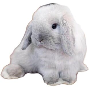 进口血统垂耳兔活物霜白暹罗小鹿黄纯种混血荷兰折耳宠物兔子活体