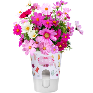 小花农迷你盆栽植物种子发芽观察幼儿园儿童学生种菜创意植杯礼物