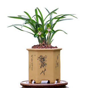 翁源兰花喜花里春兰铭品矮种荷瓣大团圆带花浓香型好易养室内盆栽