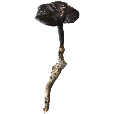 紫灵芝梅州林下野生紫芝精选干货