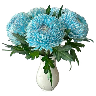 （航空包邮）青花瓷牡丹菊鲜花云南直发鲜切花插花蓝色菊花鲜花束