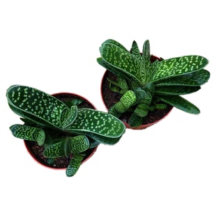 子宝多肉植物元宝花室内桌面造型元宝肉肉创意奇趣盆栽花卉礼物花