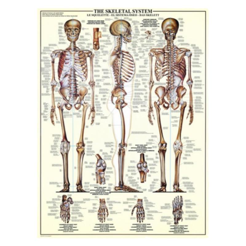 欧版包邮Eurographics加拿大进口益智拼图3970人体骨骼系统1000片
