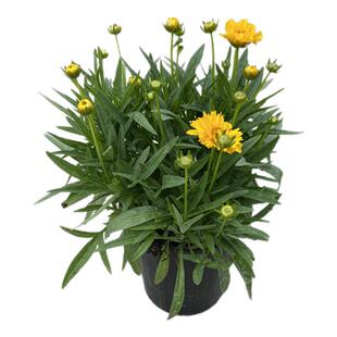 金鸡菊盆栽小闹钟矮生耐寒耐热庭院阳台花期长多年生宿根花卉好养