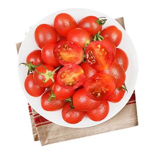 燎原千禧红果圣女果樱桃小番茄小西红柿酸甜可口绿色食品现摘现发