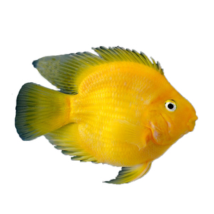 热带观赏鱼黄金鹦鹉活鱼血红元宝梅花财神鱼地图鱼银龙鱼淡水鱼