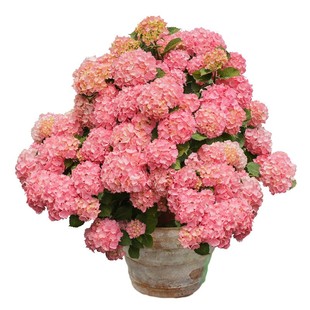 海蒂的花园旗舰店大花绣球无尽夏绣球花佳澄花手鞠有松花卉盆栽苗