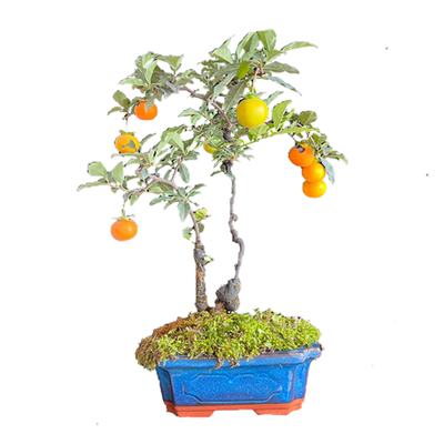 悬崖根艺金弹子精品造型新奇美观