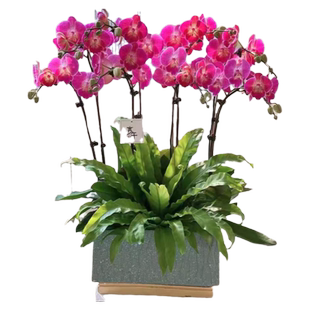 万圣节蝴蝶兰盆栽送长辈年宵花大花惠兰带盆天津北京广州上海鲜花