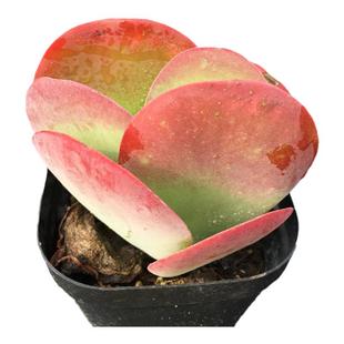 唐印多肉植物盆栽美观阳台每年10月--下年5月会很红