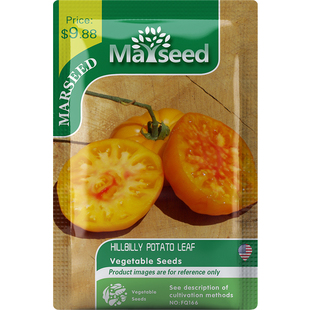 【MARSEED火星家】进口传家宝乡巴佬马铃薯番茄种子秧苗阳台盆栽
